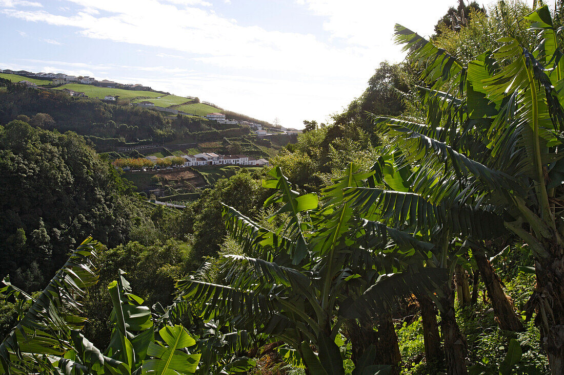 Banana plantation above Povoacao, Azores, Portugal