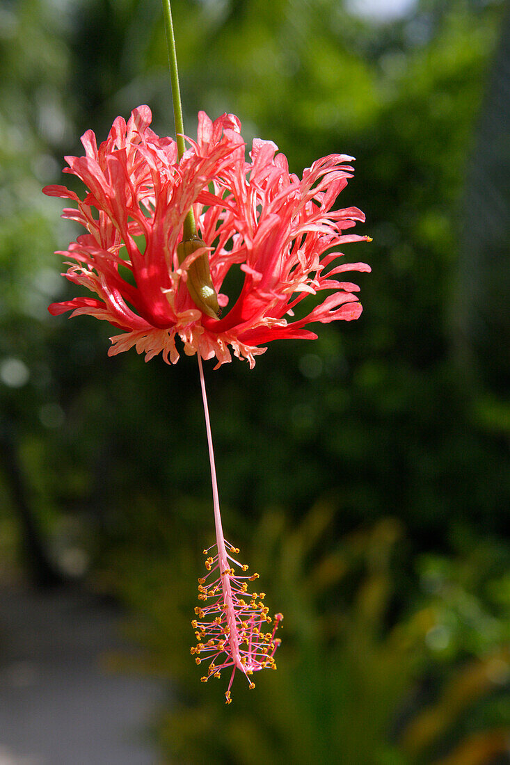 Hibiscus flower, Tonga, South Seas