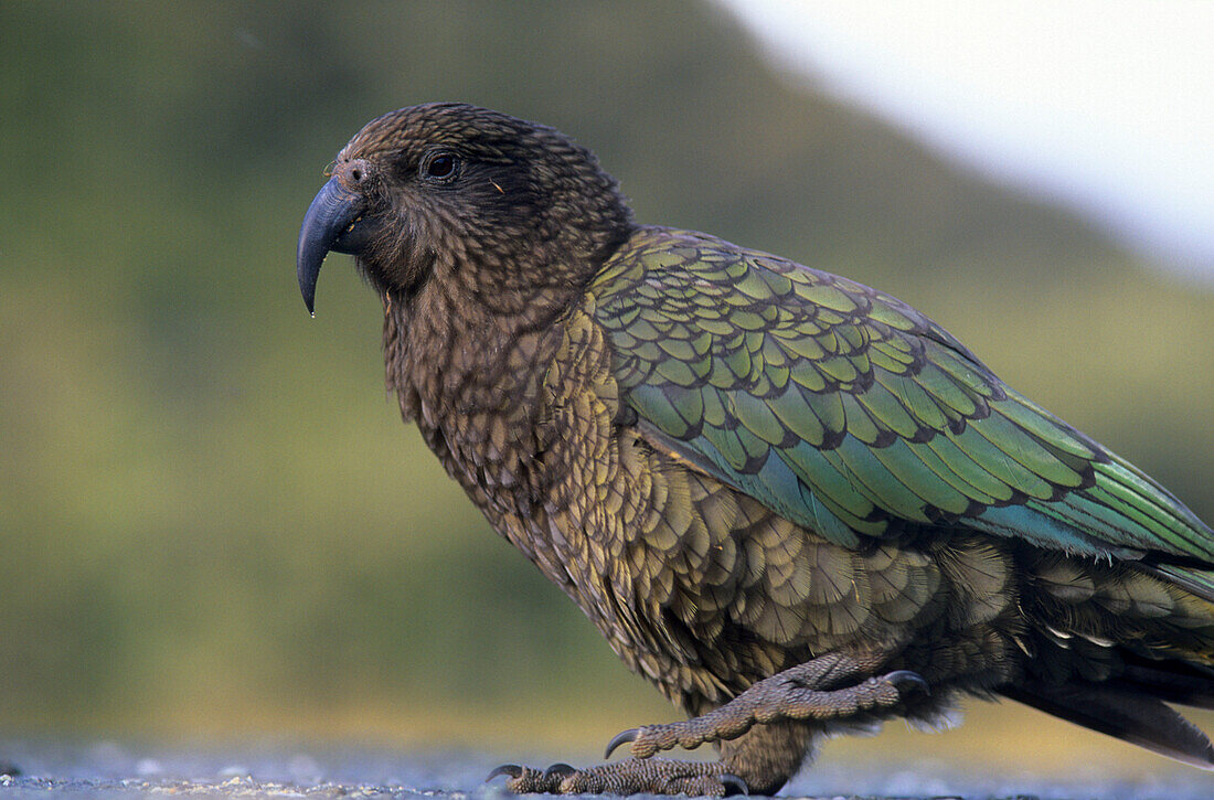 Kea, der Nationalvogel von Neuseeland