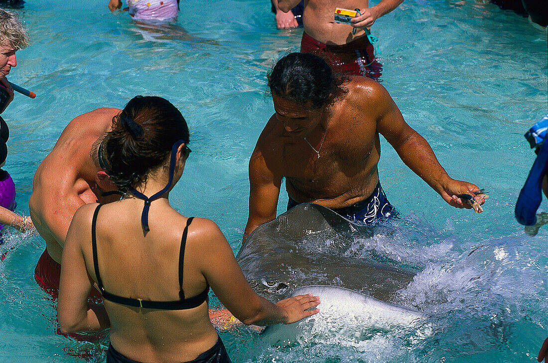 Touristen füttern Rochen, Nordküste, Moorea French Pol, Französisch Polynesien