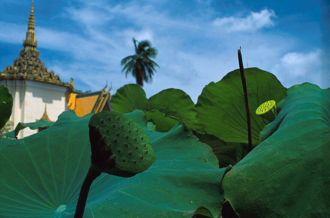 Lotusblätter, Garten des Königspalastes, Phnom Phen, Kambodscha