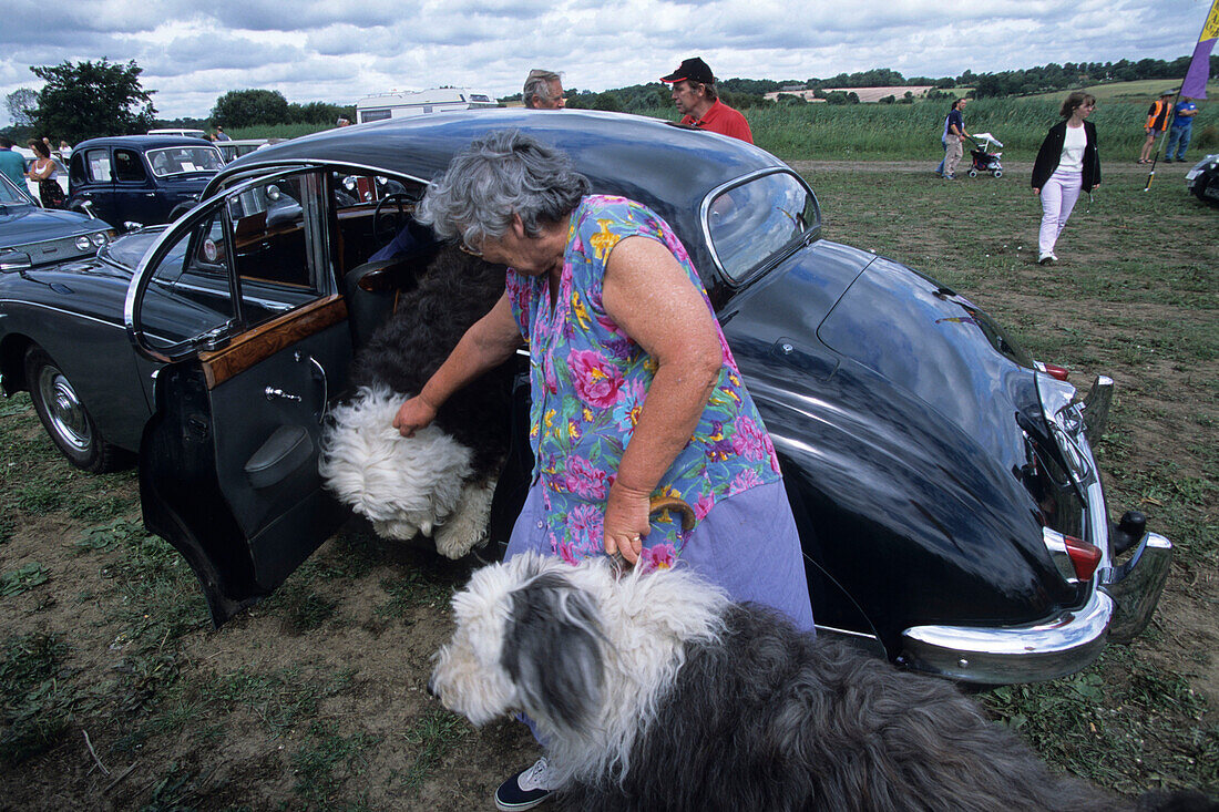 Frau mit Hunden im Oldtimer, Northiam, East Sussex, Südengland, England, Großbritannien