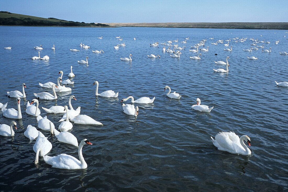 White Swans at The Swannery, Abbotsbury, Dorset, England