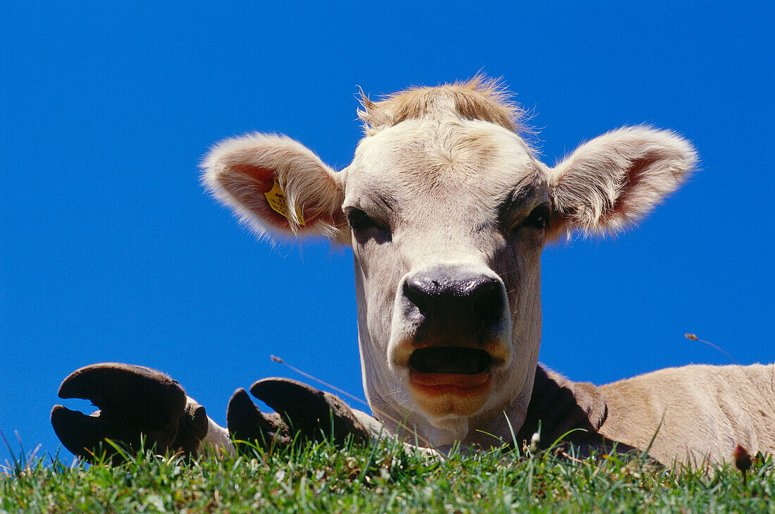 Cattle lying on meadow, Upper Bavaria, Bavaria, Germany
