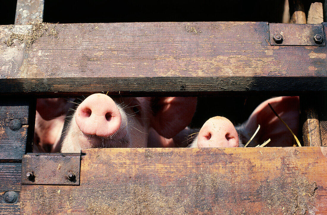 Close-up of to pigs in hog house, Germany