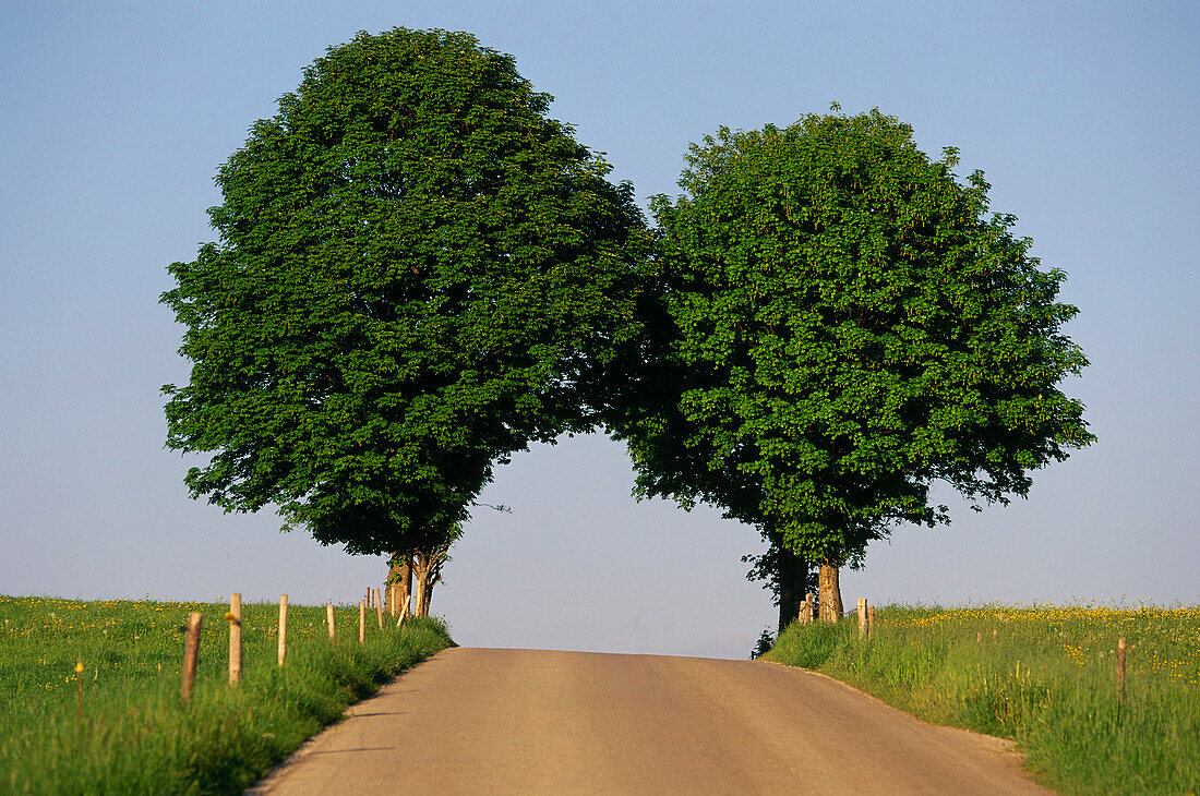 Chestnut trees at country road, Upper Bavaria, Bavaria, Germany