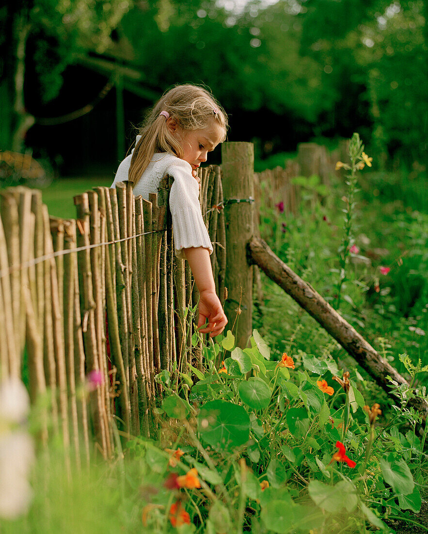 Mädchen (5 Jahre) greift über einen Gartenzaun nach Blüten, Nakenstorf, Mecklenburg-Vorpommern, Deutschland, MR