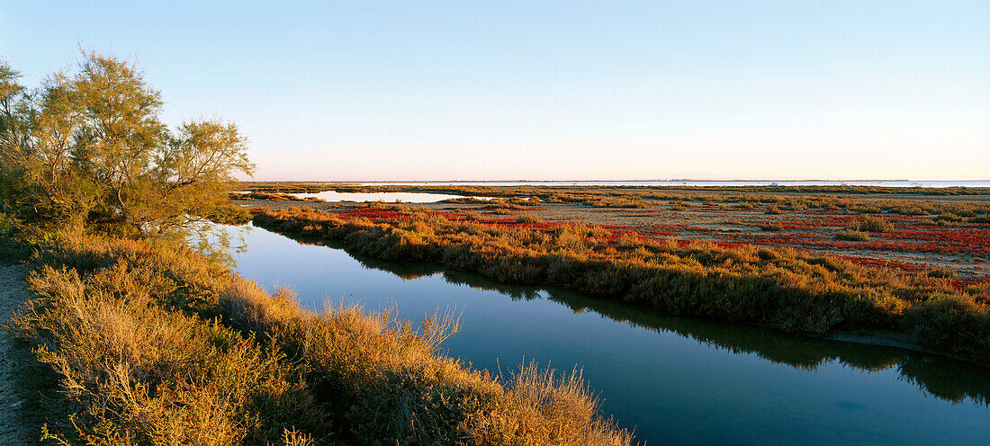 Etang de l'Impérial, Tamarisken, Camargue, Bouches-du-Rhone, Provence, Frankreich, Europa