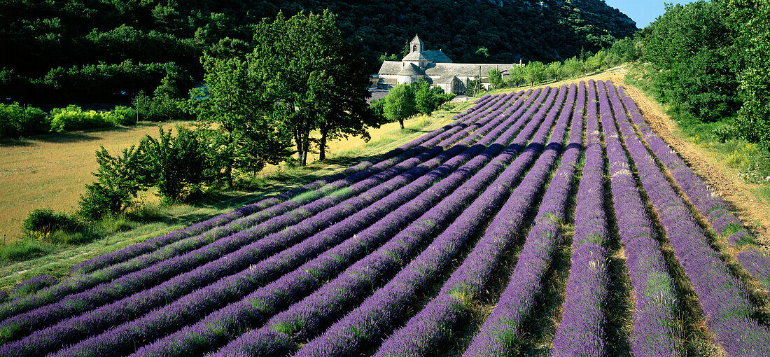 Lavendelfelder, Abbaye de Sénanque, Zisterzienser-Abtei, in der Nähe von Gordes, Vaucluse, Provence, Frankreich, Europa