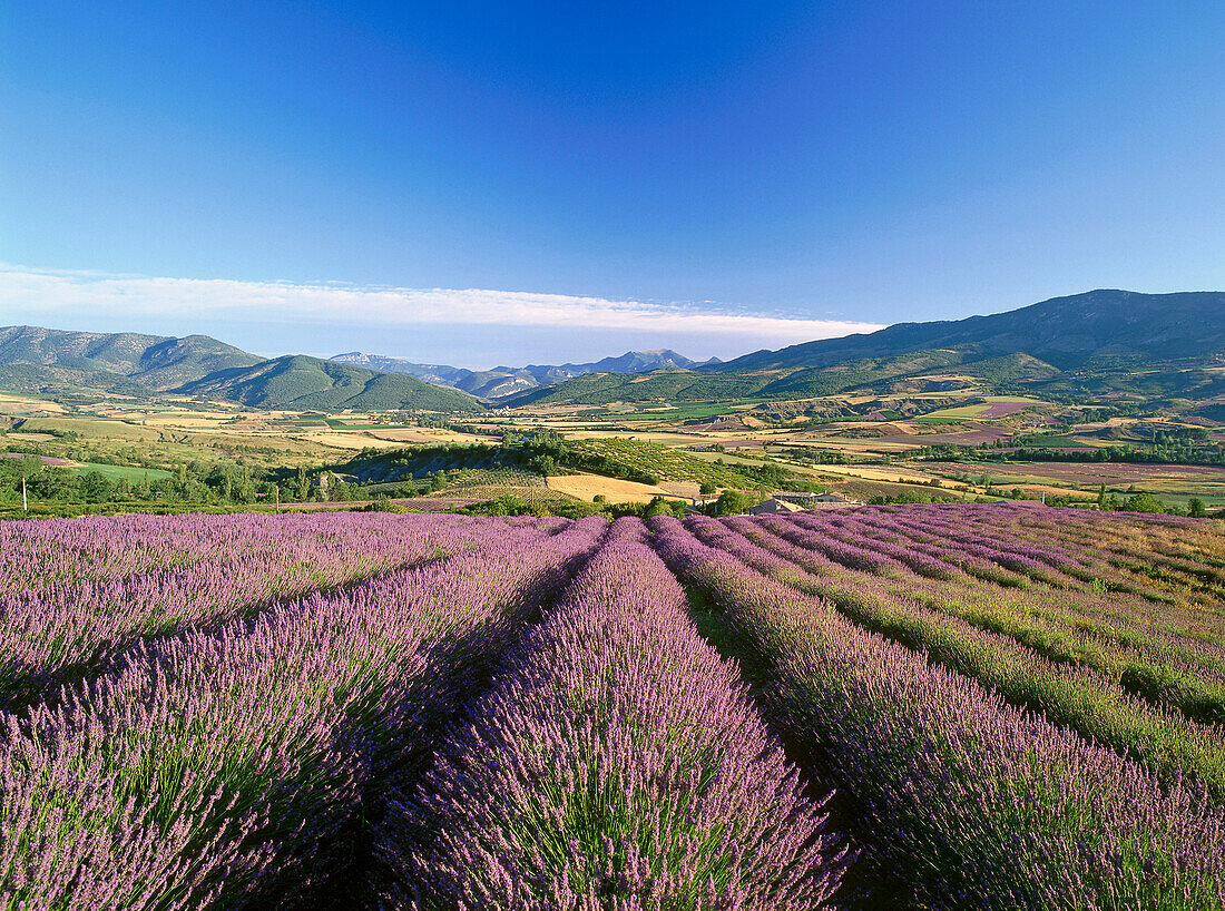 Tal mit Lavendelfeldern in der Nähe von Nyons, Drôme, Provence, Frankreich, Europa