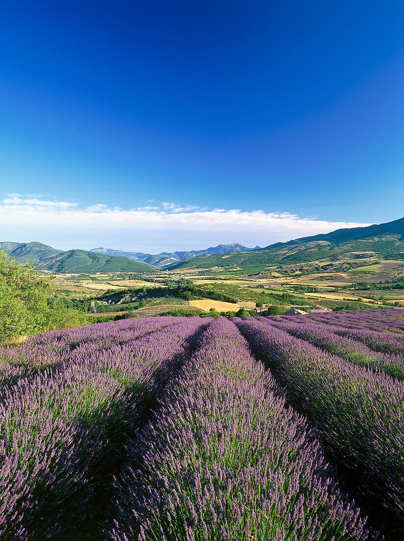 Tal mit Lavendelfeldern in der Nähe von Nyons, Drôme, Provence, Frankreich, Europa