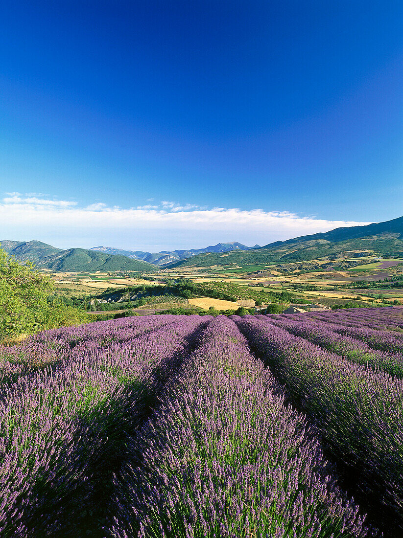 Valley with fields of lavender, near Nyons, Drome, Provence, France, Europe