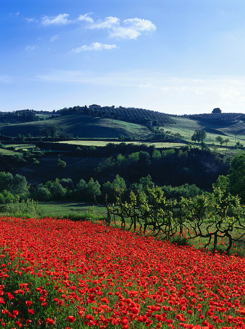 Mohnblüte im Landstrich Chianti, Toskana, Italien