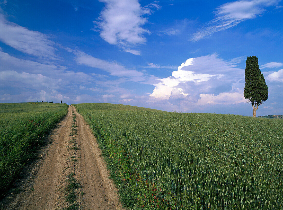 Zypresse, Feldweg, in der Nähe von Pienza, Val d'Orcia, Toskana, Italien