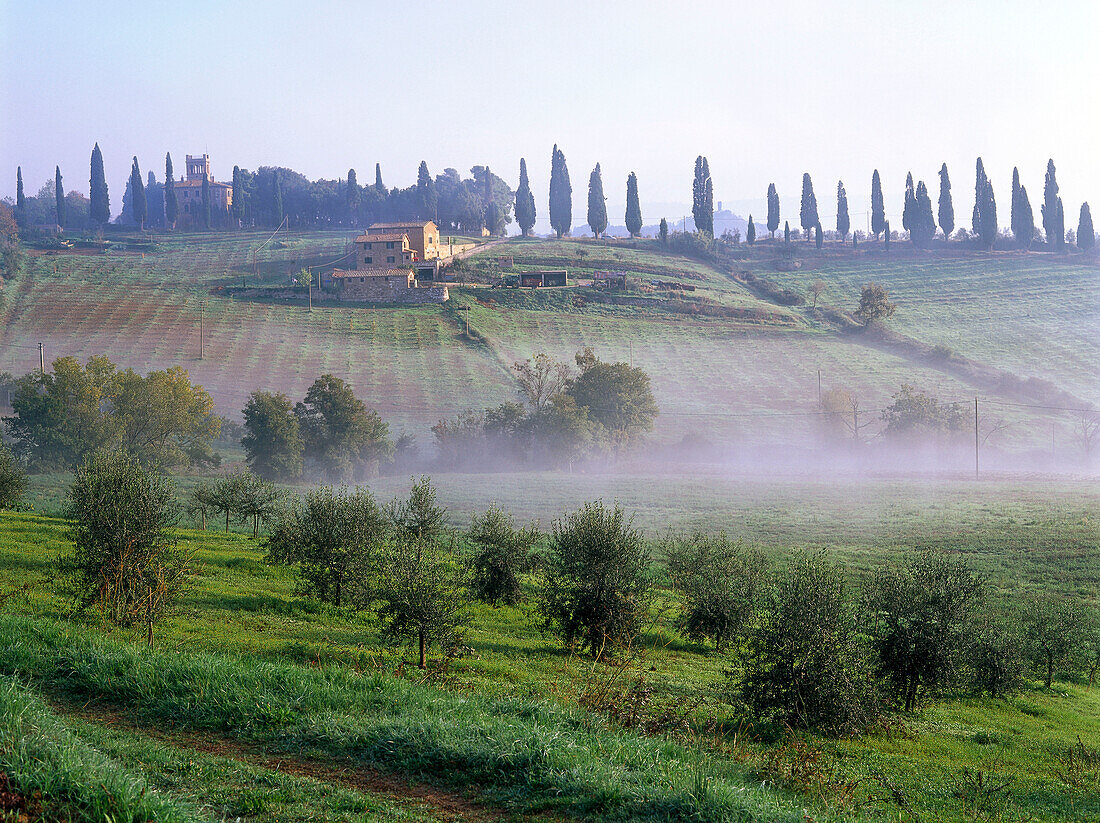 Country house, cypresses, olive trees near San Quirico d'Orcia, Val d´Orcia, Tuscany, Italy