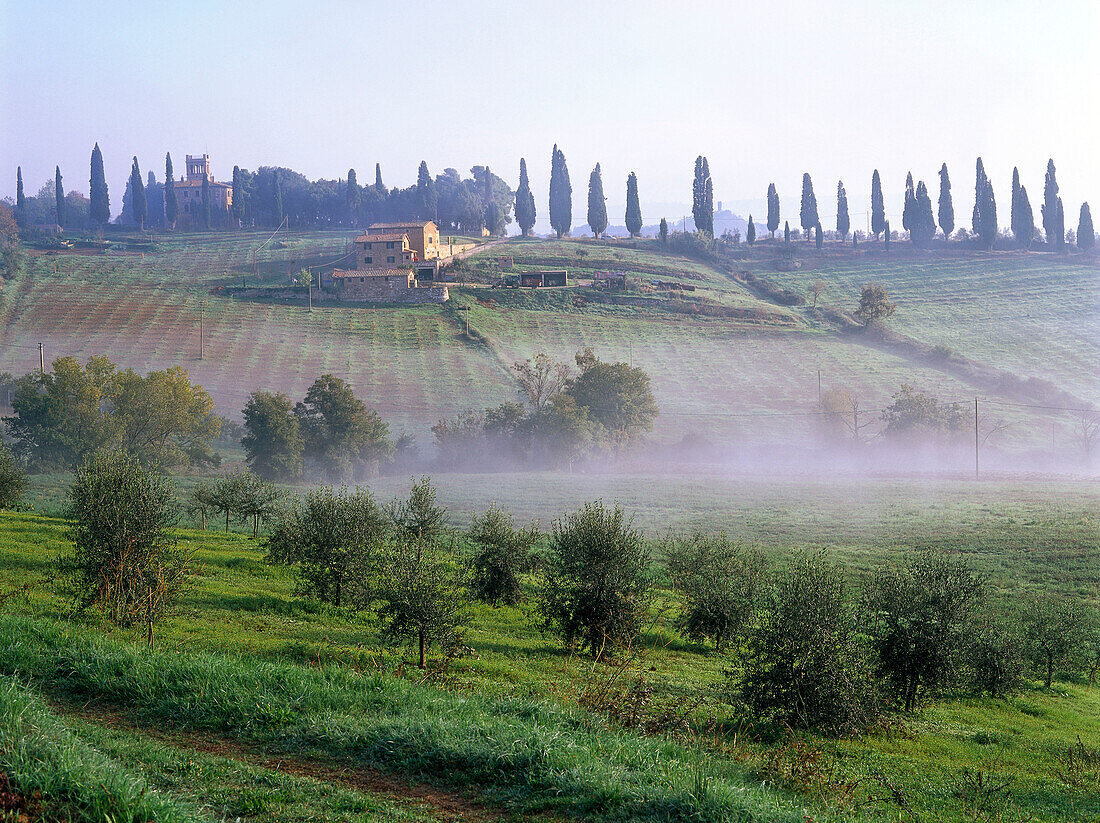 Landhaus, Zypressen, Olivenhaine in der Nähe von San Quirico d'Orcia, Val d'Orcia, Toskana, Italien