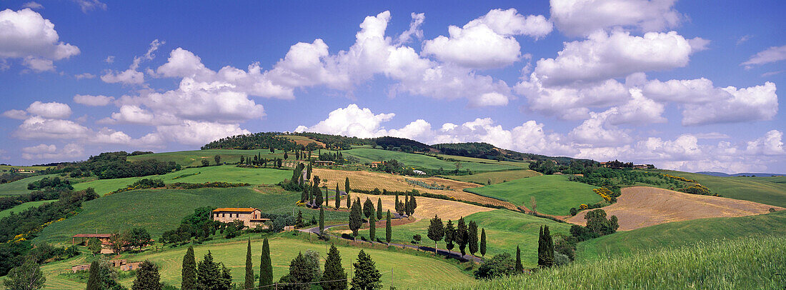 Straße mit Zypressen, Val d'Orcia, Toskana, Italien