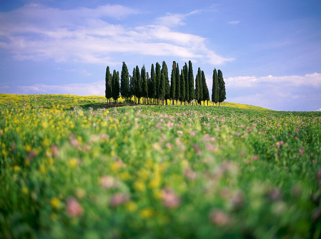 Zypressenwäldchen, Zypressen in Blumenwiese, Val d'Orcia, Toskana, Italien