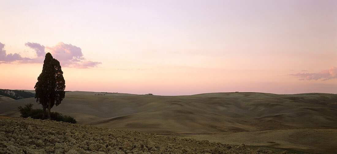 Zypressen in der Crete-Landschaft in der Nähe von Pienza, Val d'Orcia, Toskana, Italien