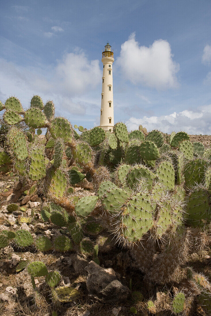 Kakteen vor California Lighthouse, Aruba, ABC-Inseln, Niederländische Antillen, Karibik