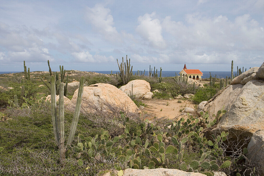 Kakteen und Felsen vor Alto Vista Kapelle, Aruba, ABC-Inseln, Niederländische Antillen, Karibik