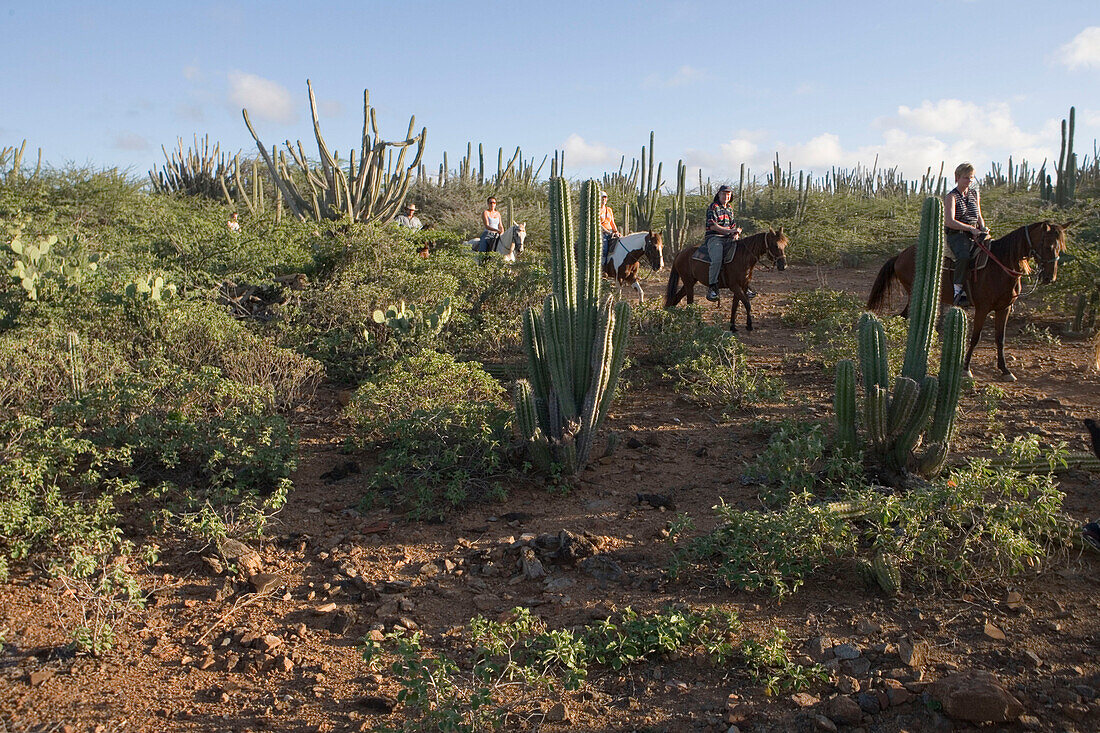 Horseback Riding Through Cactus Fields, Rancho Notorious, Aruba, Dutch Caribbean