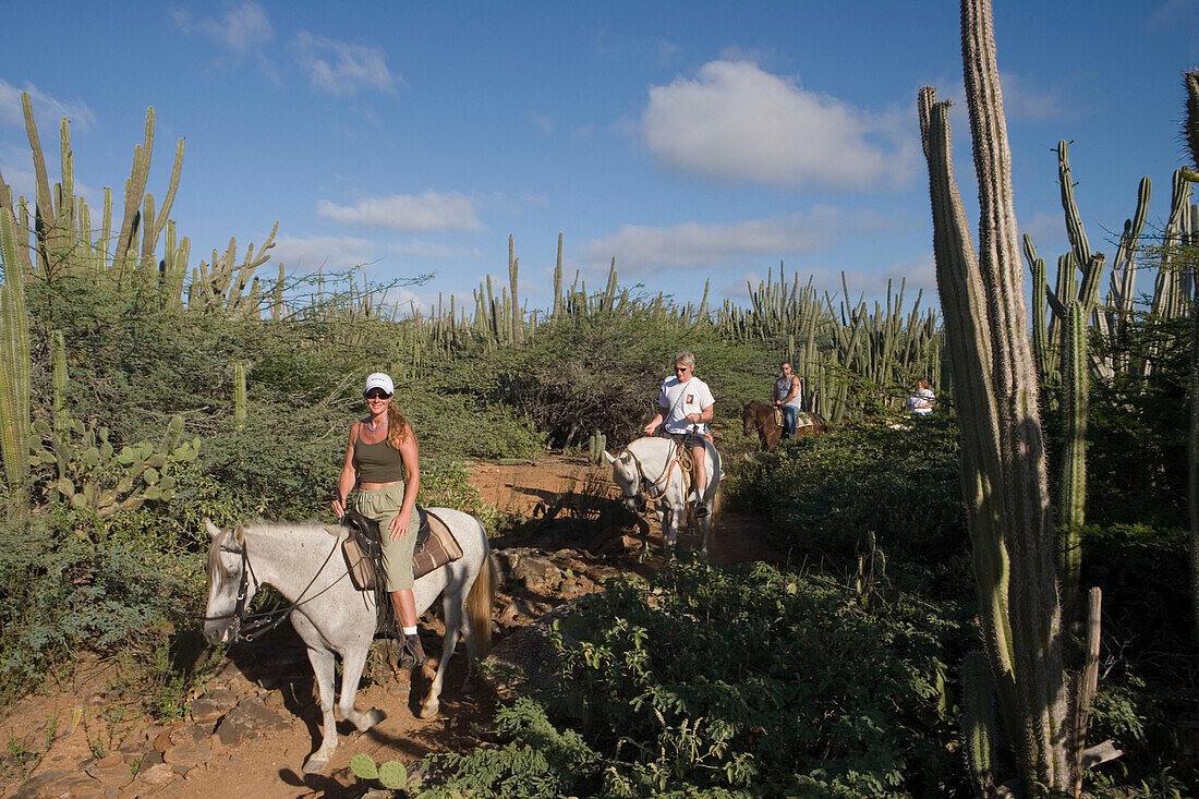 Horseback Riding Through Cactus Fields, Rancho Notorious, Aruba, Dutch Caribbean