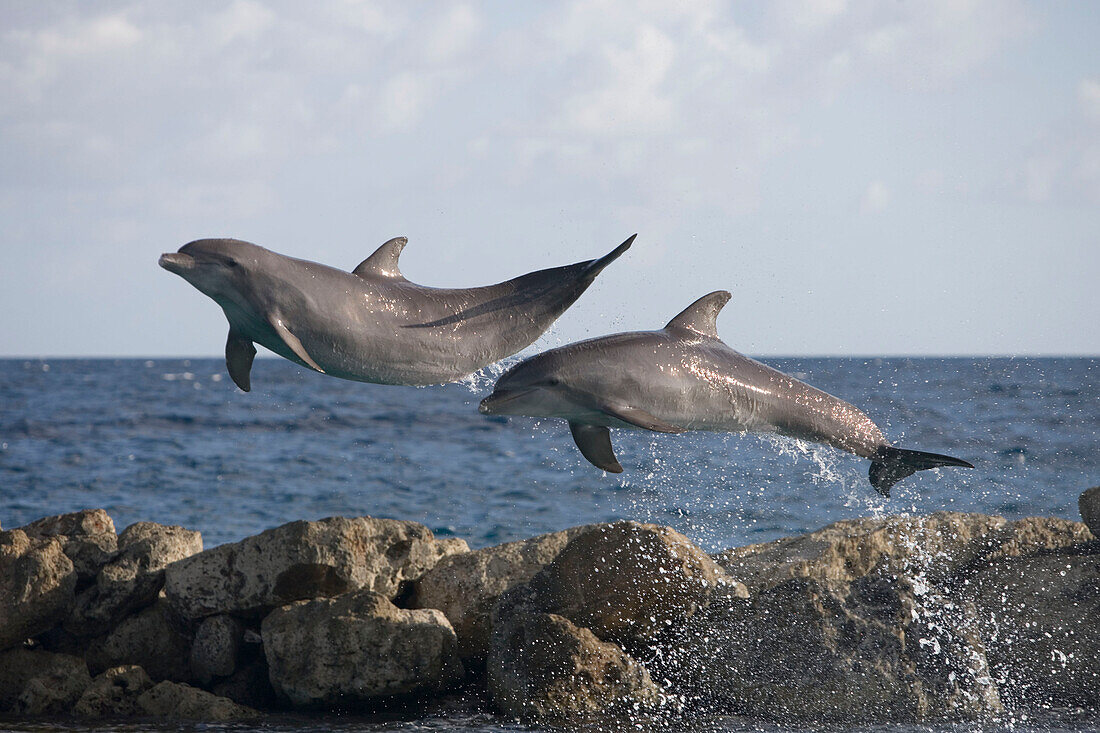 Bapor Kibra, Curacao, Netherlands Antilles