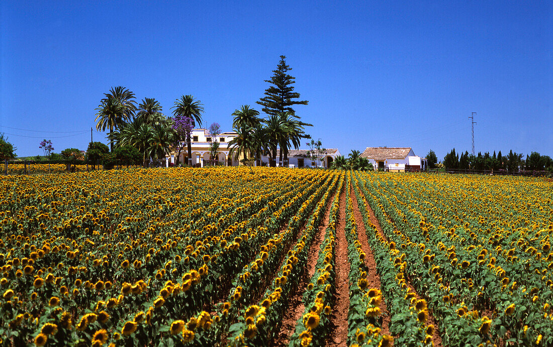 Bauernhof mit Sonnenblummen, Andalusien, Spanien