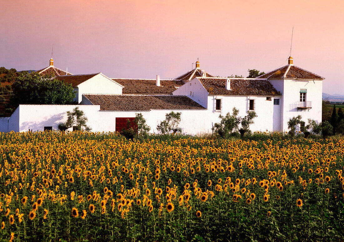 Finka, Sonnenblumen, Andalusien, Spanien