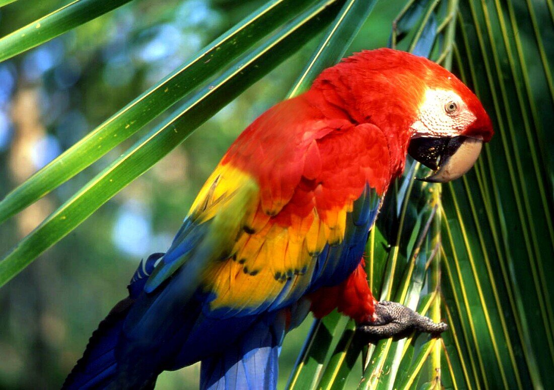 Scarlet macaw Ara macao Costa Rica