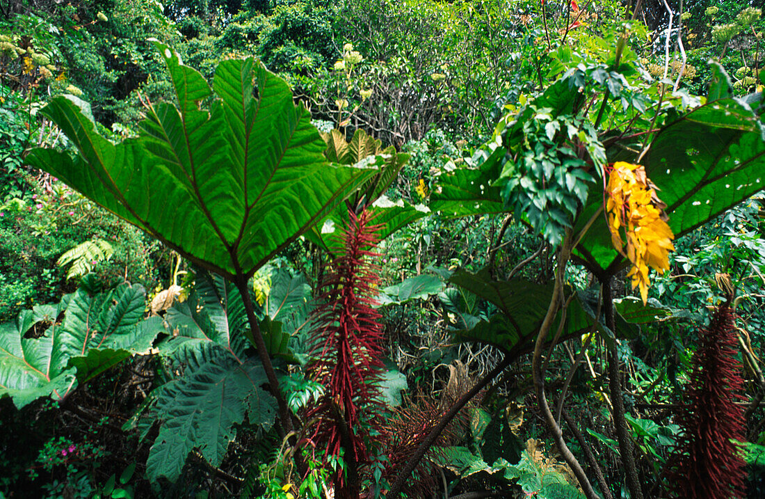 Costa Rica, tropical rainforest
