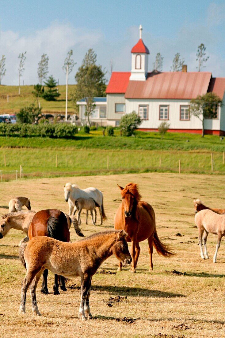 Iceland, Iceland ponies  grazing, backgound farm