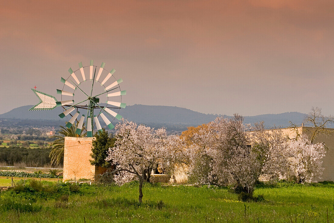Windmühle, Finca, Mandelblüte