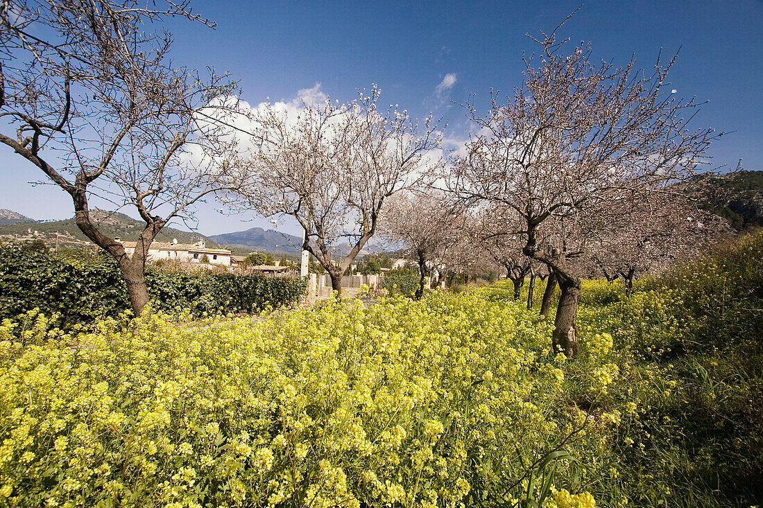 Mallorca, Mandelblüte