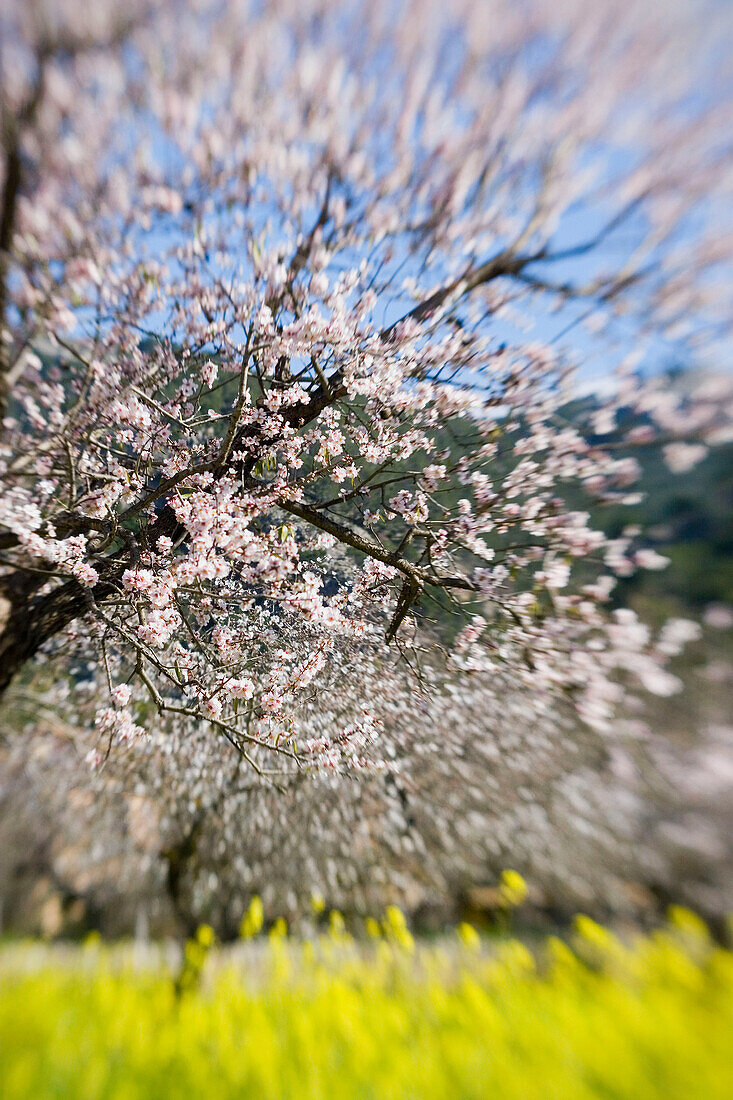 Mallorca, Mandelblüte