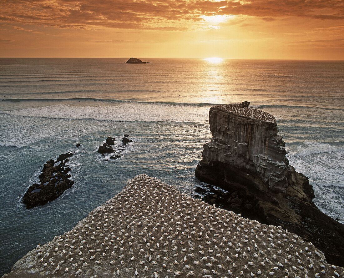 New Zealand, gannet colony at muriwai beach, gannet fly from Muriwai to australia and come back