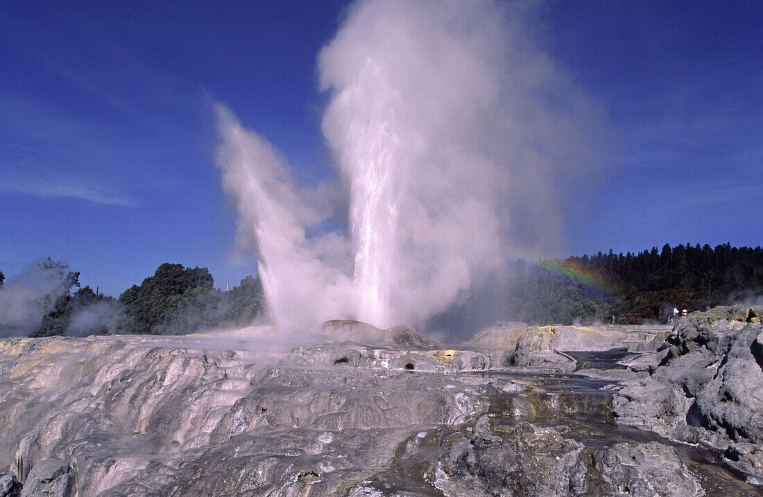 Whakarewarewa, Pohutu Geysir, Rotorua, Neuseeland