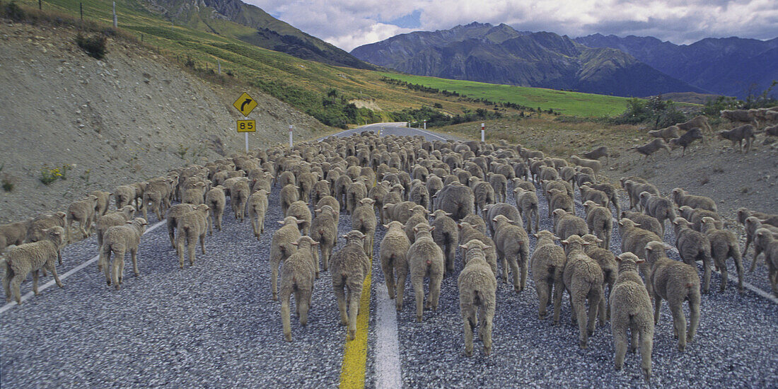 new zealand south island flockof sheep on the street