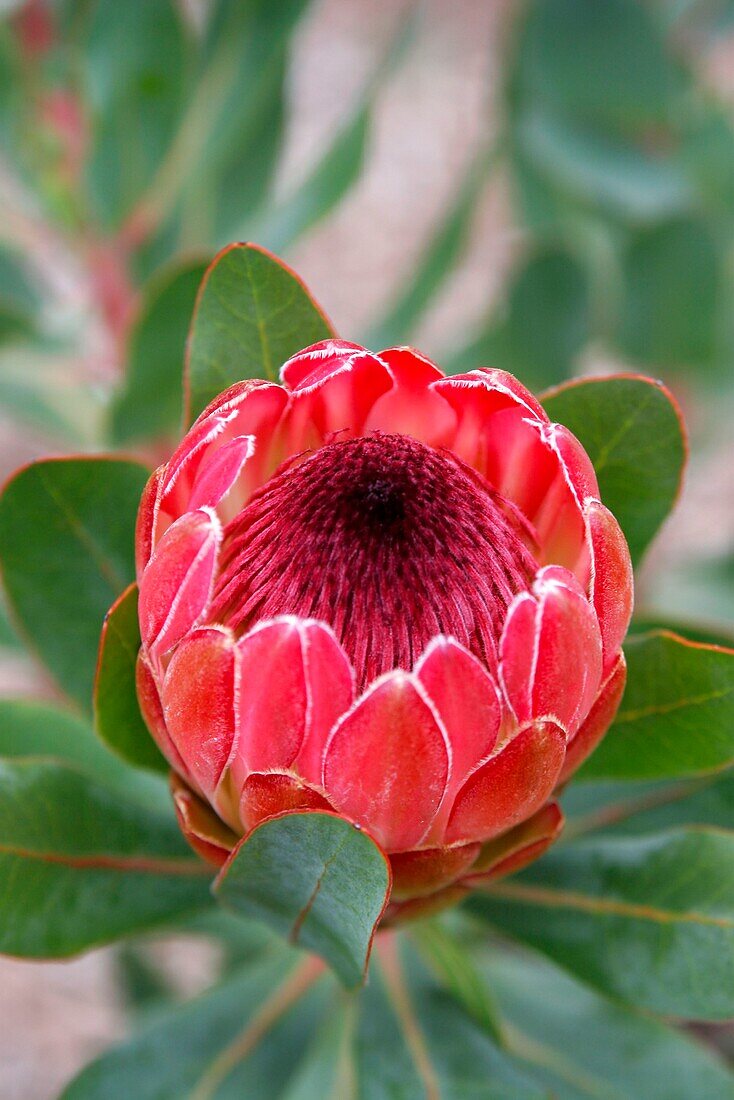 Südafrika, Kapstadt, Kirstenbosch, Botanischer Garten, protea