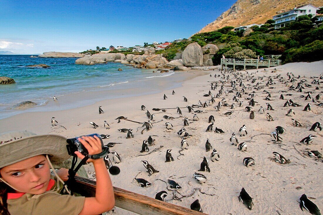 Südafrika, Kap Halbinsel, False bay, boulders beach, Pinguin Kolonie