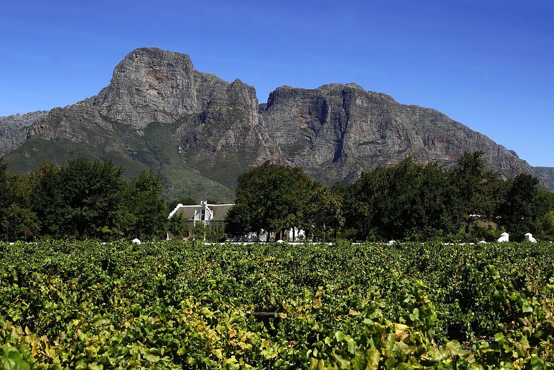 Wineyard, Boschendahl, South Africa