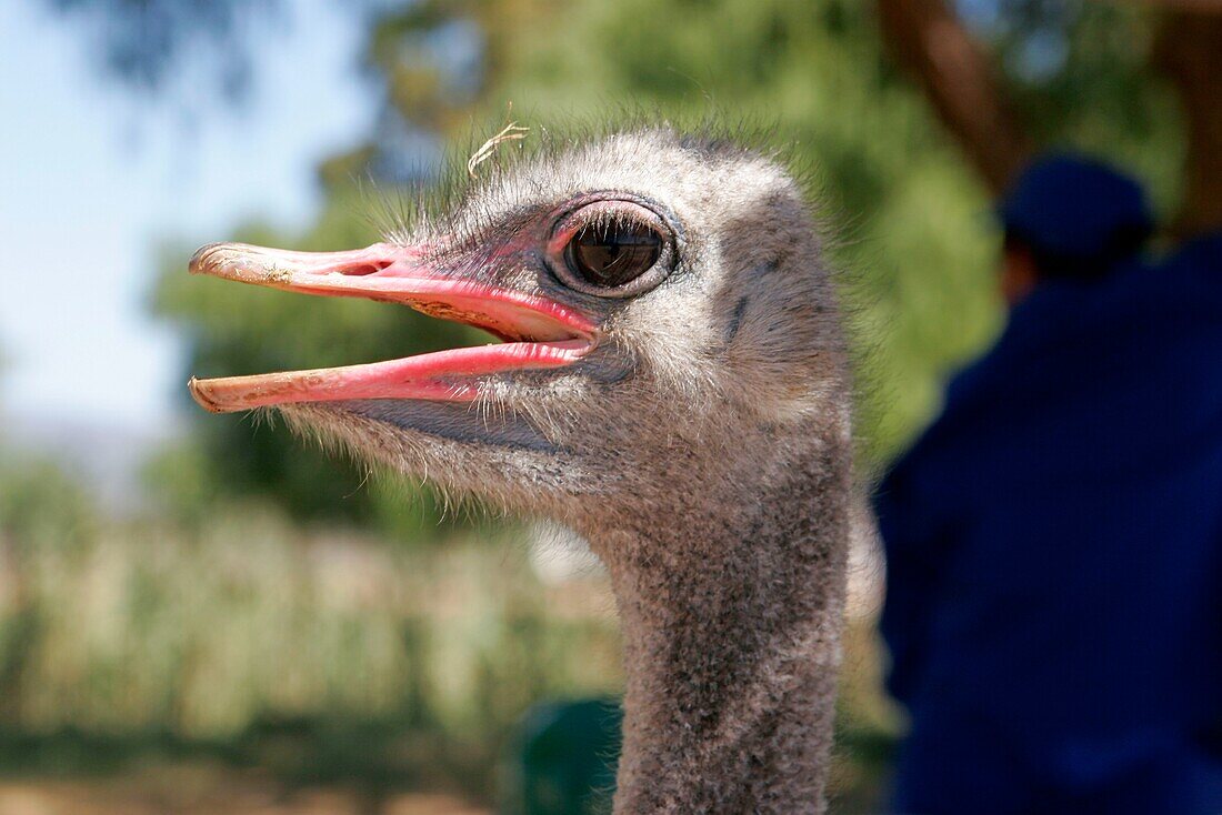 Ostrich, Oudtshorn, South Africa