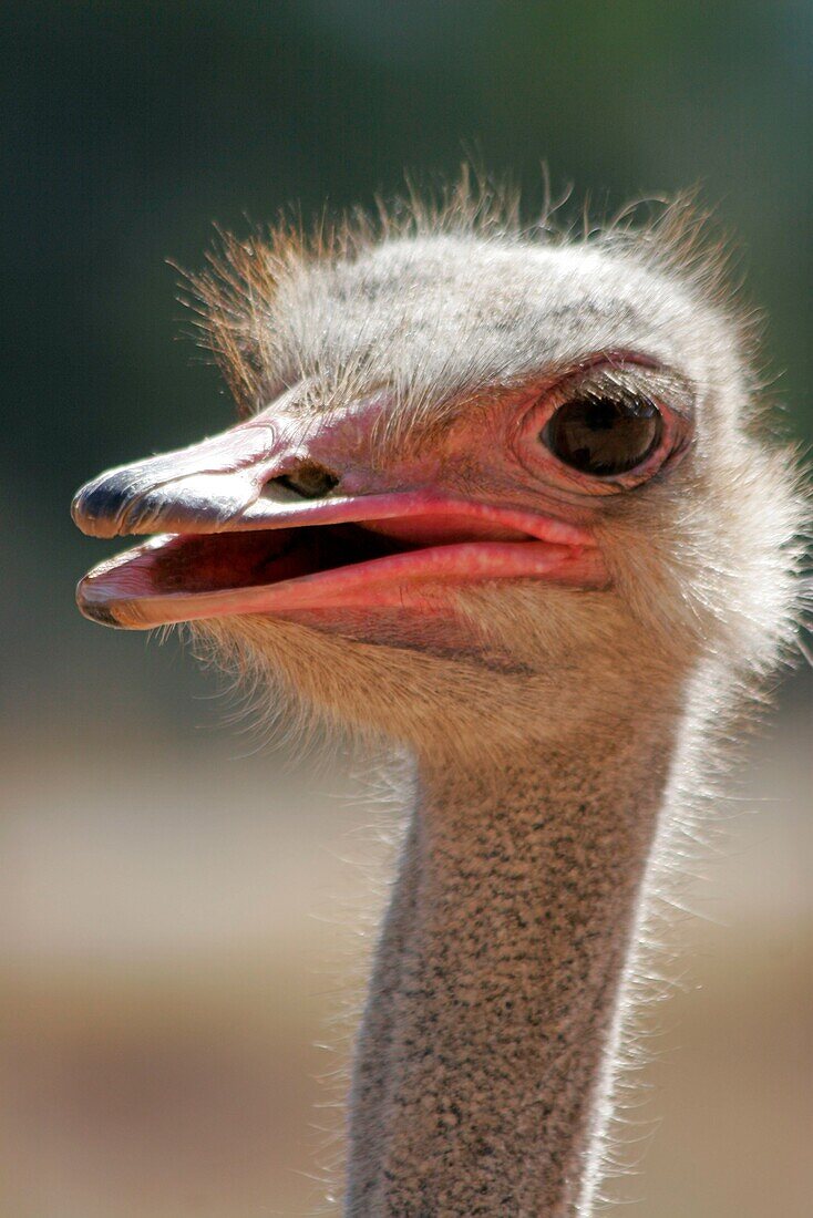 Ostrich, Oudtshorn, South Africa