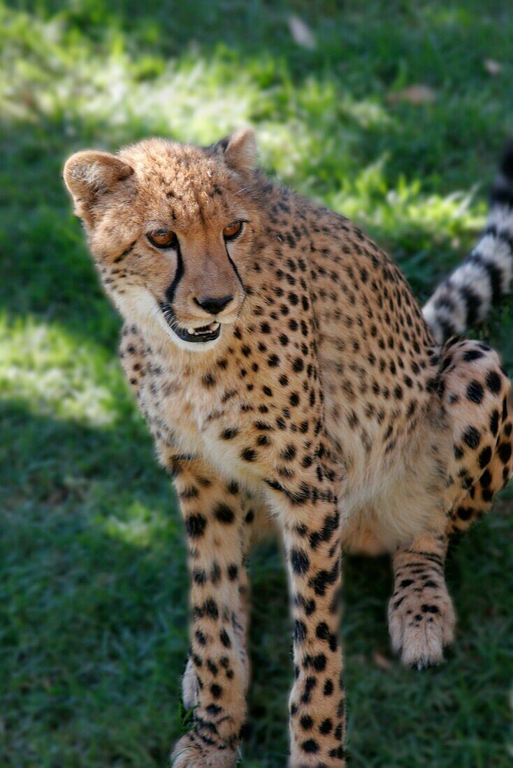 south africa outdshorn game park cheetah