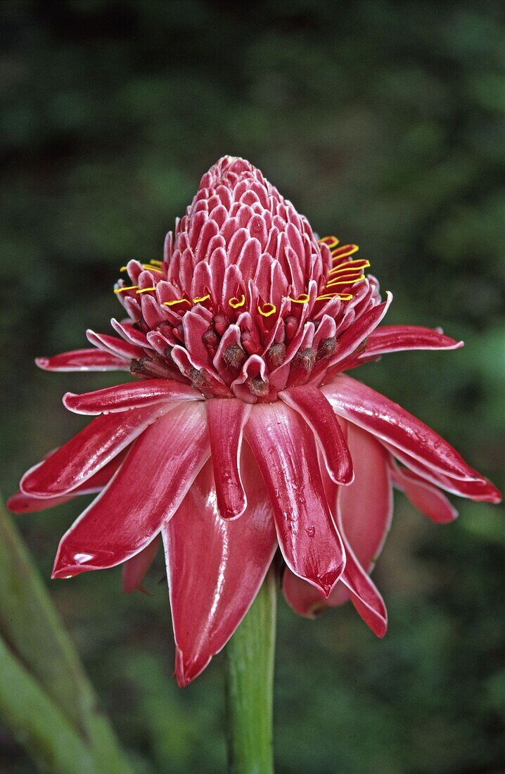 Tobago, Tropische Blüte, Fackelingwer, Etlingera elatior, torch ginger