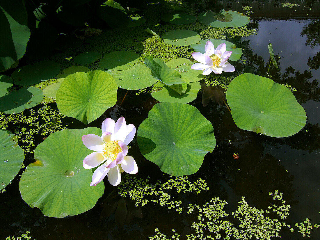 Switzerland Zuerich, Lotus flower