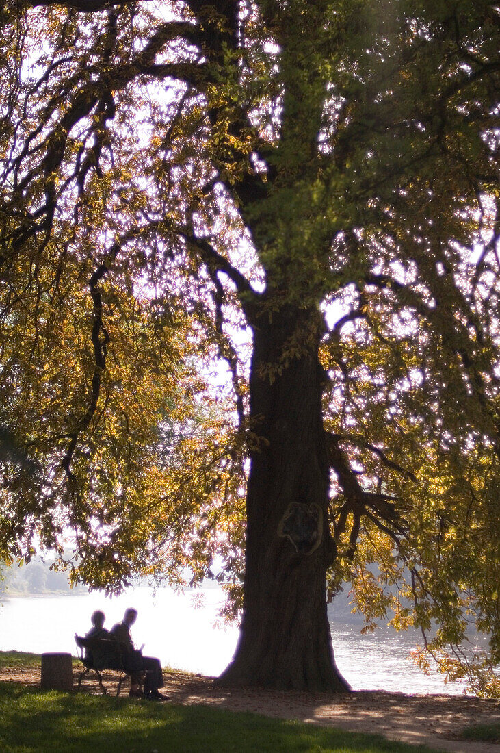 People sitting under tree, Park, Elbe, Dresden, Saxony, Germany