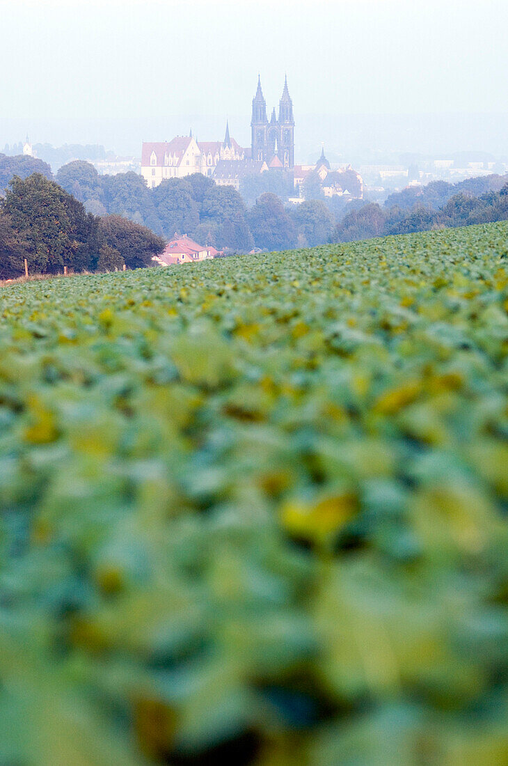 Blick über Felder auf Dom, Meißen, Sachsen, Deutschland