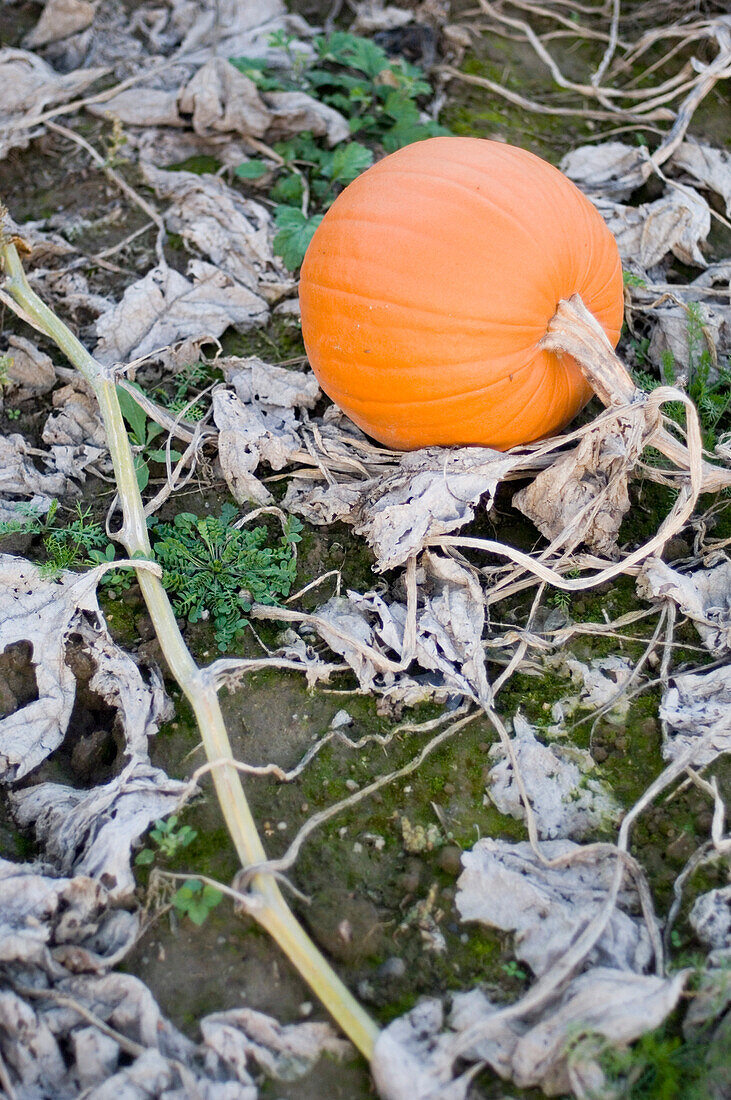 Pumpkins on field, Meissen, Saxony, Germany